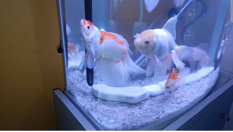 HighFin Goldfish Jumbo Size 3