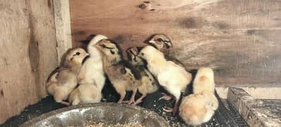 aseel chicks for sale full healthy active 8 piece