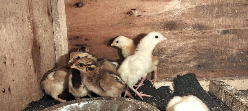 aseel chicks for sale full healthy active 8 piece 1