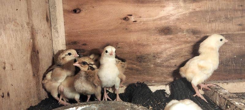 aseel chicks for sale full healthy active 8 piece 2