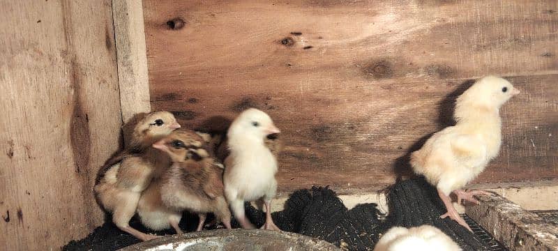 aseel chicks for sale full healthy active 8 piece 3