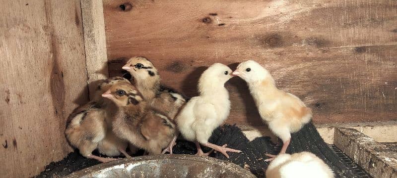 aseel chicks for sale full healthy active 8 piece 4