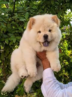 EXTREME QUALITY IMPORTED LION HEAD CHOW CHOW PUPPY