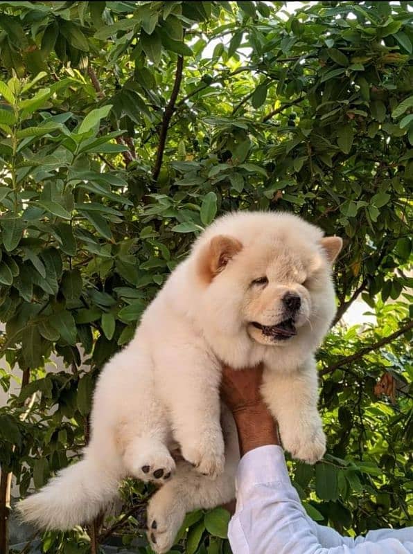 EXTREME QUALITY IMPORTED LION HEAD CHOW CHOW PUPPY 1