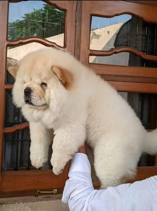 EXTREME QUALITY IMPORTED LION HEAD CHOW CHOW PUPPY 3