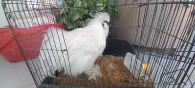 SILKIE white/black/blue