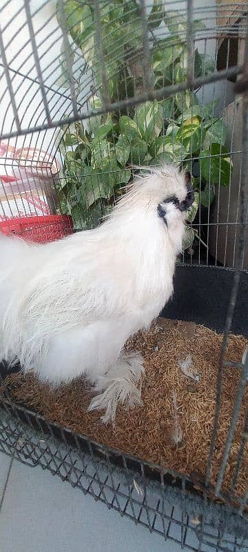 SILKIE white/black/blue 2