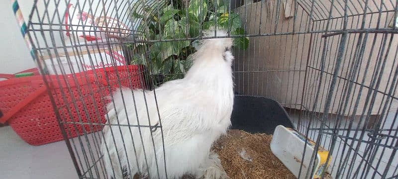 SILKIE white/black/blue 3