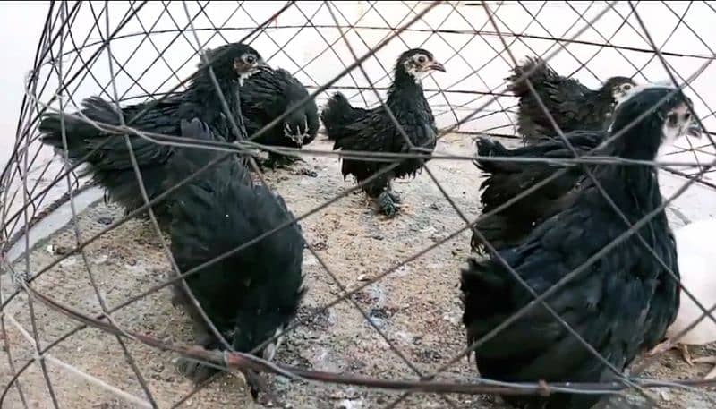 black bantum chicks for sale 0