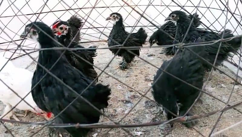 black bantum chicks for sale 2