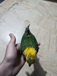 Sunconure