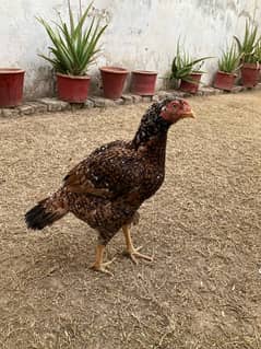 Aseel Female for sale