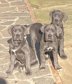 EXTREME QUALITY CANE CARSO PUPPY AVAILABLE