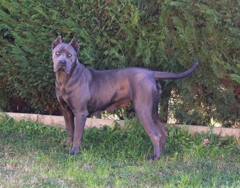 EXTREME QUALITY CANE CARSO PUPPY AVAILABLE 3