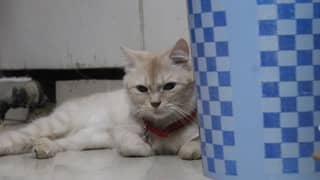 Persian Cat for sale