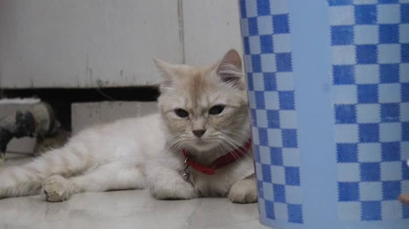 Persian Cat for sale 0