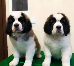 IMPORTED SAINT BERNARD PUPPIES AVALABLE FOR SALE