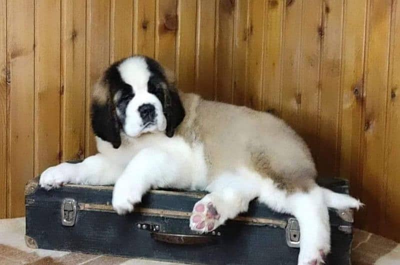 IMPORTED SAINT BERNARD PUPPIES AVALABLE FOR SALE 1