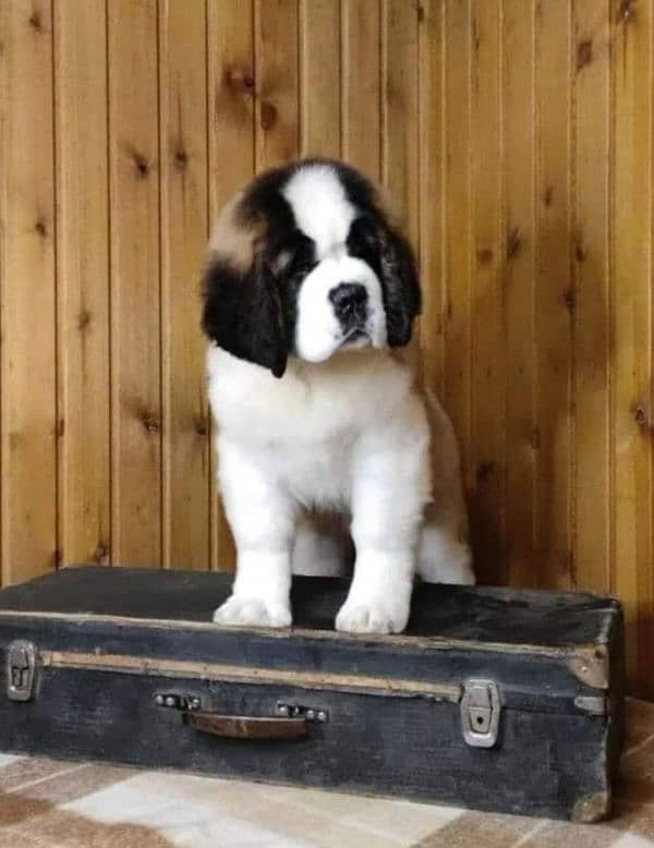 IMPORTED SAINT BERNARD PUPPIES AVALABLE FOR SALE 2