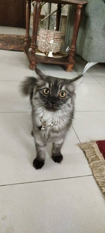 persian kitten 0