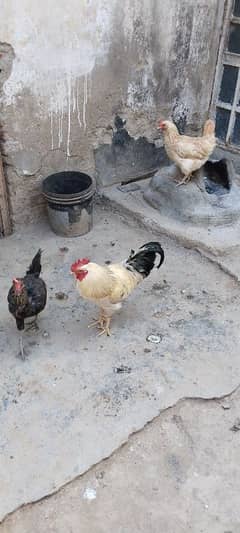 5 murgyan 1 morgha for sale hy