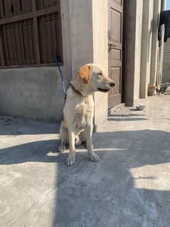 labra dog for sale