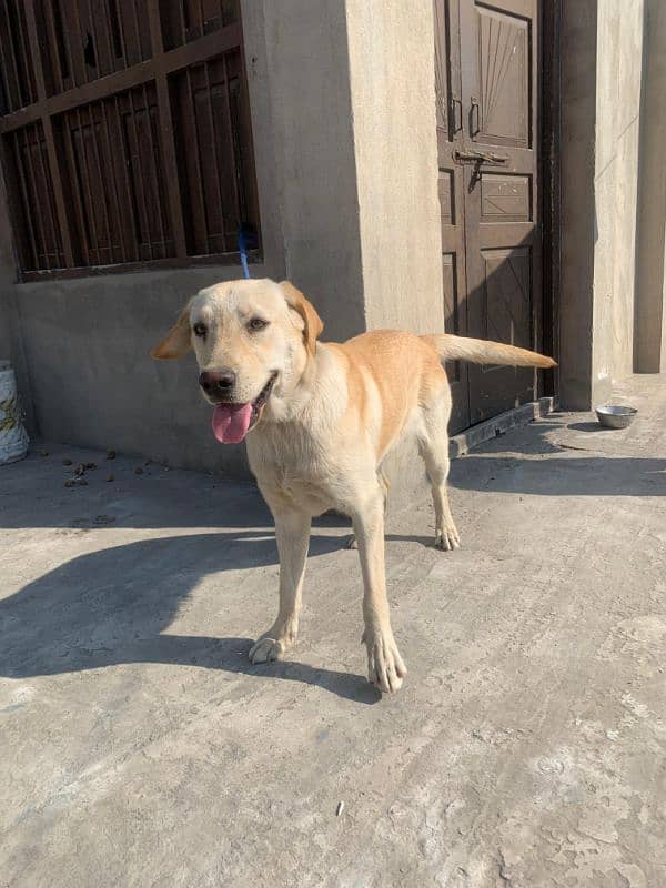 labra dog for sale 1