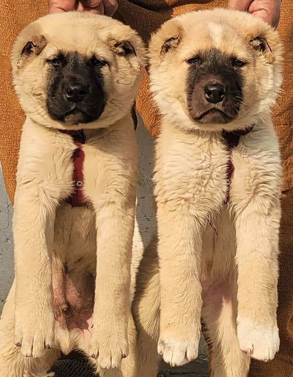 king Alabai pair full security Dog   for sale 0