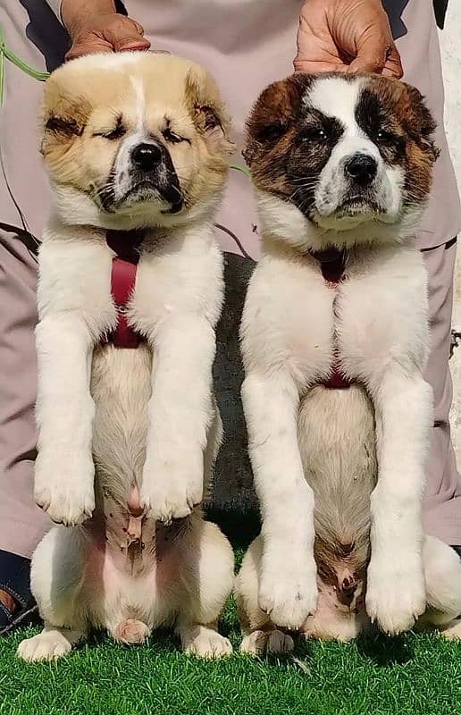 king Alabai pair full security Dog   for sale 1