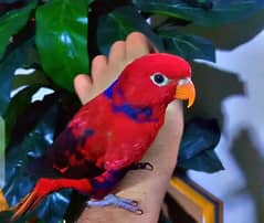 Fully Tame Violet neck lory