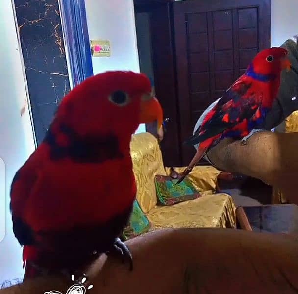 Fully Tame Violet neck lory 1