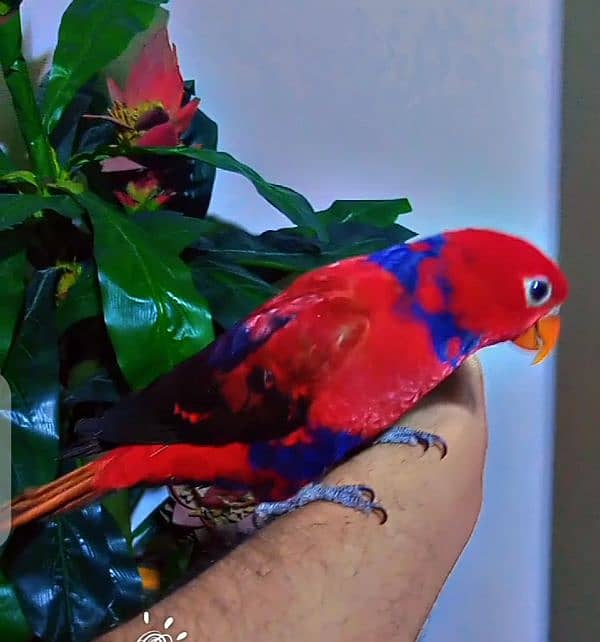 Fully Tame Violet neck lory 2