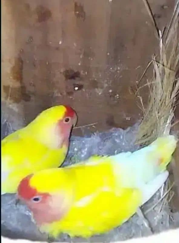 love bird pair 0