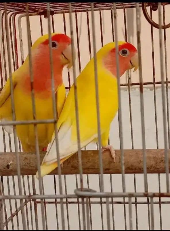 love bird pair 1