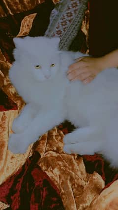 Adult Persian Cat Urgent Sale 0-3-1-7-7-1-6-7-3-2-0