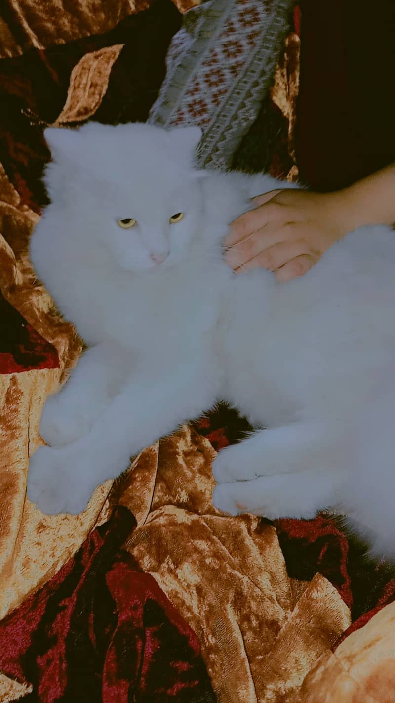 Adult Persian Cat Urgent Sale 0-3-1-7-7-1-6-7-3-2-0 0