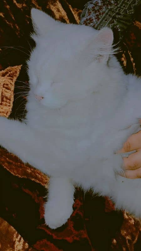 Adult Persian Cat Urgent Sale 0-3-1-7-7-1-6-7-3-2-0 2