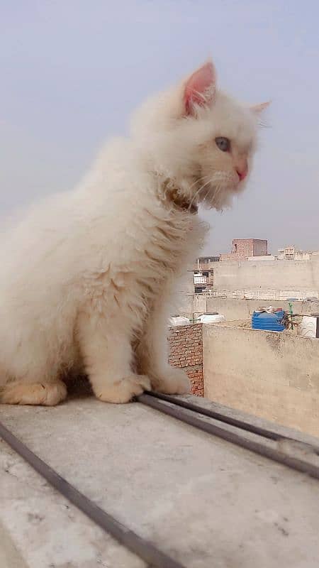 Himalayan Pershian Cat 1