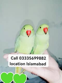 Pair Semmi Hand Tamed Friendly Green Ring Neck Parrot's Male/Female