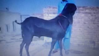 desi Bakra for urgent sale my WhatsApp 0312,6068910