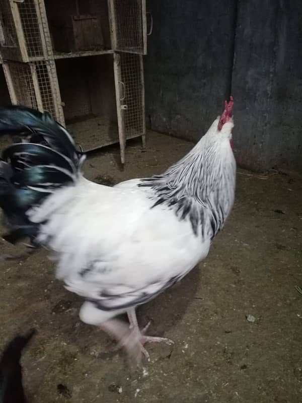 healthy hens for sale 3