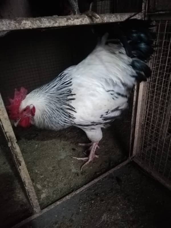 healthy hens for sale 4