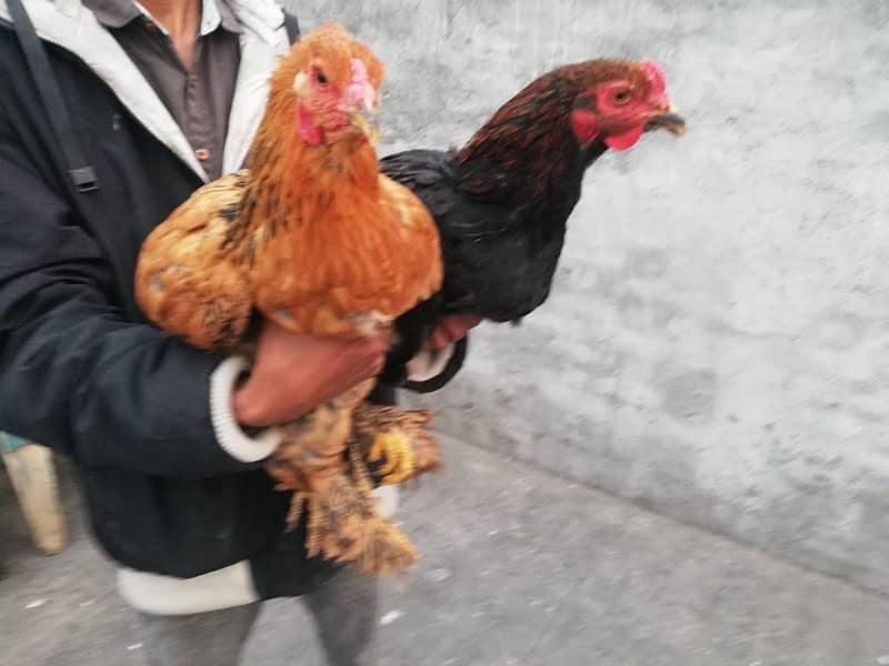 healthy hens for sale 5