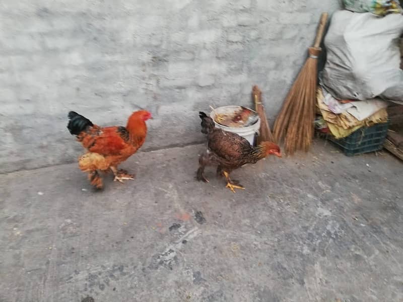 healthy hens for sale 6