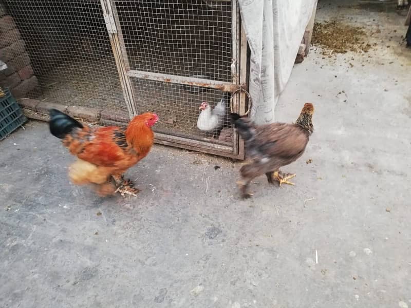 healthy hens for sale 7