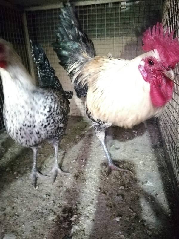 healthy hens for sale 8