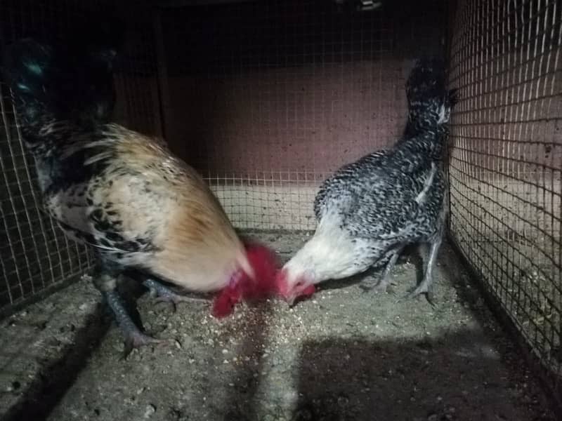 healthy hens for sale 9