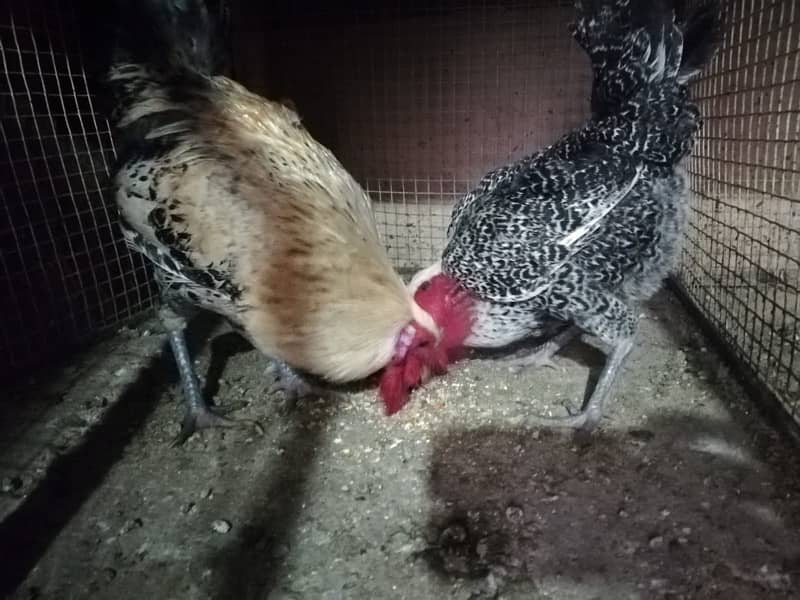 healthy hens for sale 10