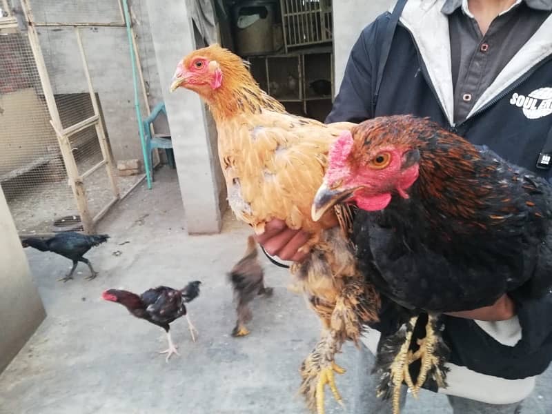 healthy hens for sale 12