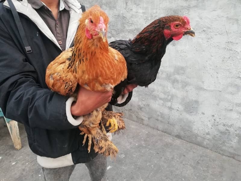 healthy hens for sale 14